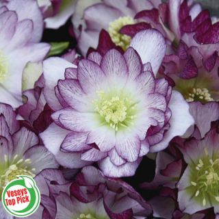 Blushing Bridesmaid Helleborus Thumbnail